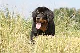 DOGUE DU TIBET 016